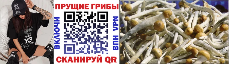 Галлюциногенные грибы MAGIC MUSHROOMS  нарко площадка формула  Тосно 