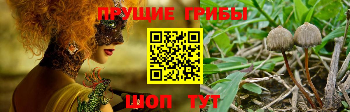 Псилоцибиновые грибы мухоморы  Псилоцибиновые грибы Psilocybe  Тосно  Вход с VPN 